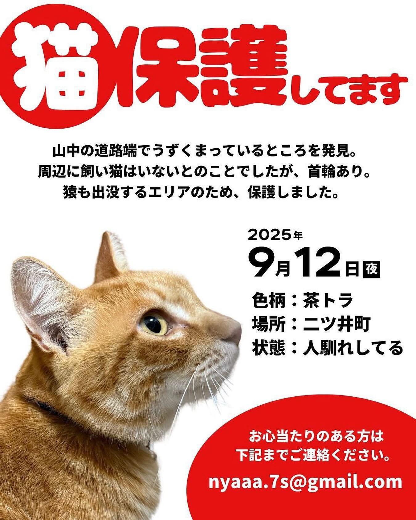 迷い猫さんかな…
首輪もしているそうです。
二ツ井地区で保護されました。
お心当たりのある方、飼い猫をお探しの方いらっしゃいませんか?
情報をお待ちしています。