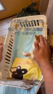 能代さくら猫サポーターズにやってきた、可愛い保護子猫みりんちゃん♂
カラスなどに襲われて、落下させられ怪我をしてしまったのか?正確に何があったのかわからないのですが保護された時から首から下の特に左側に麻痺がありました。
最初の保護主さんが初動で病院へ行ってくださり適切な処方と、こちらにきてからはマッサージと子猫同士の遊びで体を動かすようにしました。
日に日に手足は動くようになり、もう少し踏ん張れれば自分で💩が出来ます😃なんとなく自分でできる時もあります。
ただカラスに咥えられたのか頬に出来た傷は跡が残るそうですが、去勢手術の時一緒に皮膚を作り直せるそうです。
みりんも10/4の能代市 あさがやで行われる子猫の譲渡会に来ます^_^
是非会いに来てください。
みりんちゃんを貰ってくれる方に会えると良いね👍
ウイルス検査エイズ、白血病共に陰性
駆虫済み🐈⬛
体調を見ながらワクチン接種予定🐈⬛
#秋田県 #能代市 #保護猫 #譲渡会 #子猫 #めっちゃ可愛い💕