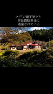 ⚠️動物の遺棄は犯罪です⚠️
森林関係の仕事をしている友達から23日の朝、房住館の駐車場に子猫が捨てられてるみたいだと連絡入る。この時私は関西に出張してました。
その子猫たちをその友達の先輩が咄嗟の判断で危ないからと女子トイレに4匹とも入れる。
1時間後房住館の管理人出勤,
トイレの中に子猫たちいるのを見つけて、上司に連絡する。
上司が同じ系列の道の駅ことおかに子猫たち移動させる。
子猫たちは無事に保護される。
24日夜、母猫らしき猫がまだこの辺にいる。
ここは民家もないし餌をくれる人もいない、と連絡はいる。
25日一日中雨で捜索出来ない。
26日もういなくなったかもしれないと連絡入るが私もTNRの捕獲で手が開かない。
27日昼から捜索する。房住館の管理人さんに話を聞く。
確かに白い猫を見たけどそれは3日位前でもう見かけないと。
10キロ先の上小阿仁方面の民家へ車を走らせて聞き込みもするけど情報がない。
28日16時に管理人さんから電話が来て、観音橋まで探しに行ったら白い猫いたと。だけど電波がなくて連絡遅くなったとの事。
16時過ぎ1時間かけて捕獲器持って山へ向かう。
日暮れ寸前、、猫が上小阿仁方面へ道路を歩いてる。
(上小阿仁までは10キロもある😭)
よっぽどお腹空いていたのかすぐ捕獲器に入りました。
5日間ほとんど食べていないと思われショックを起こすと危ないので、マザー&ベビーのムースを温かいお湯で溶いて重湯にして食べさせてます。
今夜から雨の予報なのでとにかくここは民家も無く鬱蒼として獣も多く、、この子を今日保護できて本当に良かった。
2段ケージ貸し出しが続いていて、用意できるまで一晩まってごめんね。
こんな山奥に親子ごと捨てるなんて、絶対ダメです。
やめてください、動物だって命です。
自分がこんな事されたら悲しくないですか?