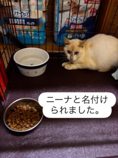 Sakura cat news 🐈⬛💕皆さんいつもご支援をありがとうございます。
三種町にある房住山の麓、琴丘〜上小阿仁線で保護されたお母さん猫のその後
今月、避妊手術を受けてワクチン接種など済ませたいと思います。
その前に山の中に5日間も取り残されていたので、念のため糞便検査をしたらやはりカエルを捕食したりいろんなお水飲んでいたのか、マンソン裂頭条虫と鉤虫が出ました。
今日注射してもらい、駆虫薬もつけてもらいました。
痛い注射頑張りました!
あの日一緒にレスキューに向かってくれたSさんが『ニーナ』とつけてくれました。
人慣れも頭なでなではさせてくれます。
結構歳なのかな??
そして授乳の跡があるか確認しようとしたら怒られたので手術の時確認したいと思います。
ありがとうございます😊