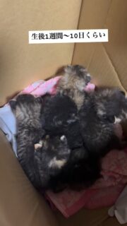 ミルクっ子緊急保護しました。
寒暖差がある寒い夜…母猫が全く子猫の下に帰らない、と相談がありました。
使われていない倉庫で出産したようです。母猫は以来行方不明😢
そしてなんとまだ130gのミルクっ子5匹兄弟。
お母さん猫帰らなくてどのくらい経つのか?寒い夜だったのですぐ連れてきて貰いました。私の下に来た時には泣かない子が3匹いて体温も低いし正直大丈夫だろうかと思いましたが…なんとか命を繋いでいます。
強い子、普通の子、弱い子にわけて3人でミルクボラ担当しています。
どうか元気に育ってくれますように。