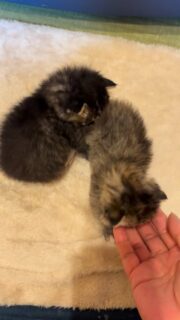 すくすく育っています^_^
#秋田県 #能代市 #保護猫 #乳飲子ボランティア #猫好きさんと繋がりたい