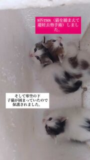 8年前から猫たちの手術を実施したくてもどうして良いか分からないでいると相談がありました。
タイミングよく10月の犬猫みなしご救援隊の手術に間に合って、コロニー全ての猫を捕獲して9日に連れて行きました。
8年間捕まえられなかった野良猫を2時間で網と捕獲器でホイホイ捕まえる私を逞しい人だと思ったようです😅
今回TNRの現場で子猫もいた事がわかりました…
生後1ヶ月半過ぎてる月齢。長毛で、フワフワな綿飴みたいな子猫たち。
今のところ風邪もなく元気。早くワクチン打ってしまおう…
長毛の子猫欲しいなとか気になる方はご連絡ください。
譲渡会にも、参加予定です。
子猫を保護したら親猫の手術を必須としているのでこの子たちの親猫たちも済みました。
全ての猫たちに2種の抗生剤、それと3種ワクチン、ブラペクトを施して下さいました。猫ファーストのTNR手術をありがとうございました😊
房住山で保護されたニーナの手術も終わりました。10月の終わりにマンソンがいなくなったか検便すれば一通り終わりです。
♡おねがい♡
dmやメールで猫に関するご相談が来るようですが、多忙につき読んだり返信したりの作業が追いつきません。
あしからず…
お電話だと出られますのでよろしくお願いします。
ただ、当クラブでは人手が少なく猫の保護はどうしてもの緊急性を除き対応しておりません。
ケージの貸し出し、猫トイレなど保護をするためのグッズの貸し出しは出来ます。また譲渡会を毎月開催しておりますので保護のご協力をお願い致します。
