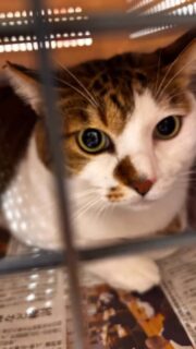 昨日の譲渡会はたくさんのご来場ありがとうございました😊
お陰様で成猫5匹、子猫5匹の計10匹の子にお声がかかりました〜😺🏠✨良かったです😌✨
猫の負担を考えて短時間の譲渡会となっております。
後で気になる子のお問合せももちろん大丈夫です。
お電話にてお願い致します🤲08055631381小林
そして譲渡会ではたくさんのキャットフードやペットシートなどのご支援と募金箱への募金をありがとうございました😊
募金箱は窯焼きピッツァ🍕あさがやに設置していたものをそのまま会場に持っていきましたが総額26,406円ご支援かありました。
こちらの募金は主に猫たちの医療費(今シーズンは猫風邪の治療やワクチン、お薬代など)に使わせて頂きます。
どうもありがとうございました。
来月は能代市で子猫メインの譲渡会もあります😺
またお知らせしますのでよろしくお願い致します🥺