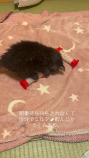 9月末頃に産まれた五つ子ちゃんの１匹
くろまめです😻
こちらにきた時から他の子たちより一回り大きい子で、男の子！食い意地が結構強め💪

お見知り置きを😍

もう離乳しているのですが、お水をあまり飲まないのでミルクを夜に飲ませています😌
大きくなるまで続けたら大人になっても哺乳瓶で飲むのかな。ハテナハテナハテナ。