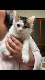 本日行われた、子猫のための小さな譲渡会🥰
本当にたくさんの皆さんにお越しいただきありがとうございました。こんなにたくさんの皆さんがお越しくださるとは予想もつかずかなり子猫の面会にお待たせしたり面談お待たせしてしまったり狭くて思うようにいかず大変ご迷惑をおかけしました🥹

18匹のエントリーの子たちのうち14匹に声がかかりました😆🙌
本当にありがとうございます。

今年は暖かい日が晩秋も続いたせいか野良猫子猫の保護が多く…それに付け加えて多頭崩壊問題も多くそこには保護を必要とする弱い子猫が必ずいて。かと言って全て受け入れていたら私たちの保護活動も費用面でも体力面でも潰れてしまうのでそこも上手にやらなければならず苦労が絶えませんでした。
でも今日保護活動者さんみんな安堵の気持ちでした。
本当にありがとうございます🥰
そして協力ボランティアの皆さん譲渡会のお手伝いありがとうございました😃

また次回も譲渡会ありますので是非またお越しください✨😻

譲渡会参加希望の猫の保護主さまへのおねがい😌

譲渡会の約2週間前〜3週間前に3種ワクチンを済ませていただきますようお願いします。
オールマイティタイプのノミダニ駆除も病院で滴下して頂きますようお願いします。
