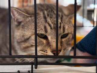 今日はドアップ写真です🐈
下手だけど
譲渡会はたくさんのご来場ありがとうございました☆
途中スリッパが不足してしまいすみませんでした。
また高価な自動トイレやペットシート、オムツやフードなどたくさんのご支援をどうもありがとうございました。
保護猫たちに大切に使わせて頂きます。
今日は8匹の保護猫にトライアル希望がありました。
おめでとう㊗️
今回決まらなかった子たちは次回またご参加ください。
良いご縁がありますように。
うちにいた保護子猫たちも今日貰われました。
3匹いてお世話していたお部屋がシーンと暗く静まり返っているのが、えっ!なんだろうこの気持ち😭
子猫たちは太陽☀️でした。
幸せになってね🍀と送り出しました。
次回12月は大館市
1月、2月は鷹の巣ビッグの予定です。
またよろしくお願い致します🙇♀️