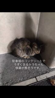 6月から捜索しているまるちゃんに似た猫がいる、と何度かご連絡頂いているまるちゃん似⁈のキジトラの子トラちゃん。
寒さが一層厳しくなった日、冷たいコンクリートで風邪をひいて体調が悪そうにうずくまって動けなくなっている所保護されました。
そのまま病院へ行き風邪の治療、駆虫、糞便検査、エイズ検査をしてもらったところ、猫エイズ猫白血病両方とも陽性という結果がわかりました。
トラちゃん。人に慣れてるのかは分かりませんがちょっとビビっています。
今は食欲があり体調も良くなりつつとてもリラックスして過ごしています。
数ヶ月後またウイルス再検査して、白血病が陰性に変わるのを願ってお世話していきたいと思います。人にも慣れる素質ありだと思います。優しい目をしたトラさん。
どこからきてどう言う経緯で野良ちゃんになったのか?何があったのか分かりませんが、このまま外に置いて置く事は出来なかった優しい手がトラちゃんに差し伸べられました。
私もサポートしたいと思います😌✨
#秋田県 #能代市 #保護猫