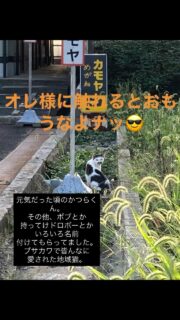 7日の夜なんとなく近くを歩いていたら、大きい声で泣いてるカツラくんに会いました。
辺りは暗くてお腹空いて泣いてるのかなと家に戻っておやつを持ってきたけど全く食欲はなく、口の周りも涎で汚れていて元気もない。
病院へ連れて行くためネットでそっと捕まえました。
診てもらった結果、腎臓が末期でもうとても悪く…
数値も測定不能なほど。
当然食欲もなくお薬も飲めません。
皮下点滴だけ施設の方でやってあとは自然にと思います。
カツラくんこう見えても臆病で。
ブサイクだからこの子にはご飯あげたくないっていう
オジサンに、そっくりそのままそのセリフお返ししてやったなぁ笑
柳町の皆さんに可愛がられて…その猫生を閉じようとしています。
カツラくんゆっくり最期休んでね😢