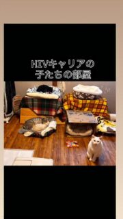 元気もりもりのキャリアっ子たちも里親さんを募集しています^_^キャリアの子たちはほとんど喧嘩はしなくて、、みんな仲良し。

口内炎ののっこだけ調子悪くて去年全顎抜歯してもなかなか改善されず。
常に痛そうにしてよだれが出てますが
なんとか食べられています。
強めのステロイドは特に痛そうな時だけ使いますが
のっこはいつも頑張ってます🥺

Amazonギフト🎁に
今特に特に必要なものを載せています。
どうかご支援をよろしくお願い致します🙇‍♀️

#秋田県 #保護猫 #能代市 #猫エイズキャリアでもまだまだ元気 #猫エイズでも幸せになれる