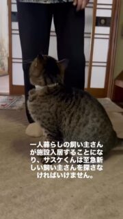 お一人暮らしの飼い主さんが今月施設入居が決まっており、
至急引き継いで飼ってくださる方を探しています。

名前:サスケ
年齢:18歳
毛色:キジトラ
ノミダニ腸内管虫下し:済み　
猫エイズ（＋）

温厚で人懐こく優しい男の子です。
キャリアですが健康状態は良好で、このまま発症せず
天寿を全う出来るのではないでしょうか。
キャリアでもこんなに長生きする子はたくさんいます✨😺

サスケは21日の譲渡会にも参加します。
ぜひ会いに来てください😺

#秋田県 #能代市 #保護猫 #譲渡会 #猫の譲渡会