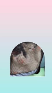 明けましておめでとう御座います。
本年もどうぞよろしくお願い致します。

25年の後半の分、募金箱を回収させて頂き集計いたしました。
頂いた募金は、野良猫たちのTNR、子猫や負傷猫の保護、譲渡活動、終生で飼育を必要とする猫たちの介護用品、医療費に大切に使わせていただきます。

募金箱を置かせて頂いた病院やお店の皆様、学生の皆様どうもありがとうございました。

#秋田県 #能代市 #保護猫 #里親募集中