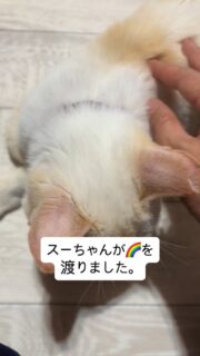 23年に多頭崩壊から救出したしろちゃんずの中の1匹の子
「スーちゃん」が旅立ちました🌈✨
それから2年半…去年風邪をひいたり、甲状腺機能亢進症を患ったりでお薬を飲みながら養生していました。
名前を呼ぶと「あー?」って答えるのが楽しくてたくさん
名前を呼んであげていました。
火葬に向かう途中スーちゃん可愛い子だったなぁと思いながら雨の中向かいました。
皆さんスーちゃんにウエットシートやオムツ、ペットシートのご支援をたくさん頂きましてどうもありがとうございました。お陰様で最期は快適に過ごせました。
ペット火葬能代さんいつも綺麗な箱に入れて頂き良くして頂いてありがとうございます😭
#能代市 #ペット火葬能代 #多頭飼育崩壊で保護された子