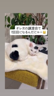 ノリくん😻
能代市出身。
生後半年くらい。
男の子。
白に黒のブチ
人慣れ度は❤︎❤︎♡♡♡
いつも接している人には❤︎❤︎❤︎♡♡
3種ワクチン済み。
キャットコンボ済み
猫エイズ− 猫白血病−
抱っこ、爪切りOK。
スクリューボブテイルがチャーミング。
ちゅーるが大好きすぎて興奮する。
お布団に入ってくる。
よろしくお願いします🥺
#秋田県 #能代市 #保護猫 #猫の譲渡会