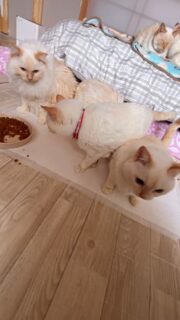 いつもご支援をいただきありがとうございます😃
そして先日の譲渡会で、募金箱にもたくさんの募金をいただきありがとうございました。
しろちゃんずはおおよそ高齢猫が残り、里親さんを募集しない終生飼育の子も多いため、今後の医療費やペットシート、キャットフードや光熱費に大切に使わせていただきます。
どうもありがとうございました。
そして里親募集中の三姉妹の姫となっちゃんとマリーも
マッチング大歓迎〜❤︎
施設の方でも、面会可能です🐈
#秋田県 #能代市 #多頭飼育崩壊で保護された子 #里親募集中 #にゃんダブルライフ