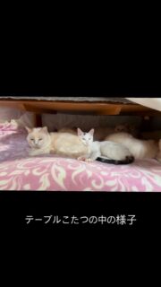 体調悪い子が1匹いますが…
その他みんな元気です。
冬、、長いにゃー🐈⬛
#秋田県 #能代市 #能代さくら猫サポーターズ