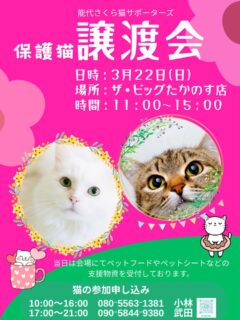 次回3月の譲渡会のお知らせ📢😽
3月22日 日曜日
場所はまたまた、ザビッグたかのす店です😺
時間は11:00〜15:00
秋田県内各地で保護ボランティアさんが保護している猫や能代さくら猫サポーターズの保護猫たちが参加します。
是非保護猫たちに会いに来てください❣️
お待ちしております😺
おねがい🙇
日々譲渡会に関する事や猫についての相談メールやDMで送られて来ています。
後で読みましょう、、となるうちに読んだり返信する事が追いつかなくなっております。
お電話でしたら必ず対応出来ます、出なければかけ直しもしていますのでご用のある方はお電話にてお願い致します。
メールやDMは返信いたしかねます。
よろしくお願い致します。