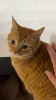 ニコニコちゃんが20日に5匹の子猫を押し入れの中で出産しました。
昨晩仔猫の安否確認が取れました。全員元気です😃

お母さんが一生懸命子育てしています🥺

ニャンニャンニャンの日おめでとう御座います🥳㊗️😺
世界中のニャンが幸せになりますように🍀

#秋田県 #能代市 #保護猫 #能代さくら猫サポーターズ