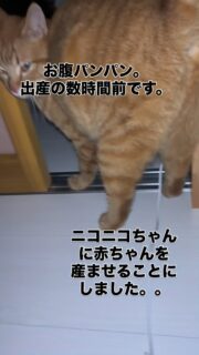 自宅に頻繁にくる野良猫のお腹が大きくなってきた、どうしたら良いかとお年寄りから相談がありました。
名前はニコニコちゃん、2歳くらい。

その方は病院やいろんなところに相談してみたようですが、もう妊娠後期というかいつ産まれてもおかしくない状態で、、母猫の命ももしかしたら保証は無いかもしれないと説明を受けた上で避妊手術（この場合堕胎手術になると思いますが）に踏み切ろうと思うと話されていました。一気にいろんな所に相談してびっくりな話をいろいろされて今後の事を不安になりパニックだったんだと思います。

相談された私としては母猫もどうなるかわからない手術するよりは産ませてあげて…の方が良いと話しましたがそのお年寄りの方は一人暮らしでその後の責任が重い事、お家では外に出入り自由な感じで危険な事、いろいろ難しいだろうな、、とそれらを踏まえてこちらの施設で母猫のニコニコちゃんを引き取り出産させる事にしました。

しかし知らない場所、知らない人たち、いきなりケージに神経質な出産間近の母猫にとってものすごくストレスだったようで、泣き叫んでいました。私もTNRが基本の活動なので出産は経験が浅く先輩の保護活動者さんやメンバーに相談しました。そして他の猫の気配がないその子だけにしてあげられる部屋で自由なところで出産させてあげる事にしました。相談に乗って下さった方々に助けられました。

ニコニコちゃんが安心できる場所として選んだのは押入れのようです😌
保護から2日後の20日の13:35 子猫の声が聞こえました。

それからしばらくそっとして、、12時間後にようやく食事
をとりました。
やはり敏感になっていて私が少しでも子猫の方に意識を向けようものなら怒ります。
何匹産まれたのか、みんな無事なのかとても気になりますが
オッパイは全て吸った跡があります。

とりあえずしばらくはそっとしてあげたいと思います。

どんな毛色の子猫が生まれたのかな…😌無事に出産が終わって本当に良かったです、ニコニコちゃんも無事で何よりです❣️

#秋田県 #能代市 #保護猫
