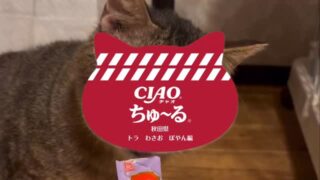 以前よくこれで編集楽しんでました😁

1番目はダブルキャリアのトラちゃん🐯元気ですよ😃
2番目はわさお😃大好物はちゅーる😚
3番目はぽやん😂いつもぽやーん。ちゅーる目の前にぽやーん。

#秋田県 #能代市 #保護猫 #ちゅーるメーカー