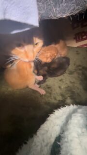 生後5日目
ママ猫のニコニコちゃんの子育て風景（押入れですが）

仔猫たちの体重は141gが1匹、155g前後が4匹と着実に大きく成長しているようです。

ずっと見ていたいですが…🥺

閉まってた無印良品の紙袋をくしゃくしゃに噛みちぎって巣作りしていたようですが…自分の熱で発熱するマットをニコニコちゃん一家にプレゼント🎁

#秋田県 #能代市 #保護猫