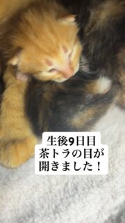 ニコニコちゃんの赤ちゃん猫
生後9日目で2匹の目が開きました✨

目が開いた子の体重は198gと202g
他3匹の子たちもそろそろです。

最初に見たのはお母さんかな🥺
私にも挨拶に来てくれました。
かわいい💕

常におっぱい飲んでます。
そしてよく眠って、お腹いっぱいで温かくて。
ストレスはなく安心できる環境だと思います🥺
感染症予防に清潔も心がけ他の猫の世話をする前に消毒済みの手指で新生児たちのチェックをしてます。

昔ながらの押入れだけど😅

無事育ちますように…
うんと人が好きな子に育つと良いなと思います🥰

#秋田県 #能代市 #保護猫