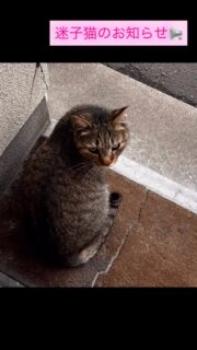 🐈‍⬛迷い猫情報🐈‍⬛

拡散お願いします😿

能代市柳町付近で迷子になっているオスの
キジトラくん。
人懐こく、去勢も済んでいるようです。2／20頃から度々現れるようになったそうです。
尻尾はまっすぐ、体も大きくまだ若いです。

飼い主さんを探しています。
お心当たりの方はご連絡をお待ちしています。

⭐️危ないので現在は一時保護されています。

#能代市 #迷い猫