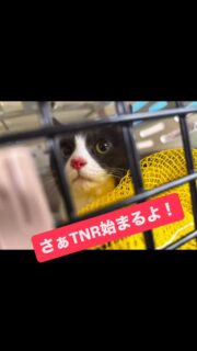 今週末にむけて避妊去勢が必要な野良猫たちを
全頭手術するために、一度捕獲して待機させています。何日間か待機させている間、食欲とか風邪ひいていないかとか体調チェックしています。

ほぼほぼ触れない子たちですがみんな可愛い系です。
人慣れしていればすぐ貰われそうな子ばかり…

寂しさを抱えたお年寄りが野良ちゃんを可愛がっているうちにどんどん増えてしまいました。よくあるあるな現場です…
困ったもんです…

手術後は元の縄張りに戻しますが、幸い猫のお世話でのご近所関係でトラブルは無い様子ですので、こうして繁殖をコントロールされ引き続き地域猫として一代限りの命を全う出来ることと思います。

#秋田県 #能代市 #tnr活動