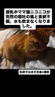 ママ猫ニコニコちゃんと子猫たちのその後…活動報告です。

子猫たちの成長は順調だったのですが、ママ猫のニコニコが突然の嘔吐の嵐🌀、、それからはほとんど食べなくなり水も飲めずそれでもうつろになりながら子猫たちに授乳する姿は心配で毎日通院しました。授乳中で子猫に影響がある為出来る処置（注射や薬はあまり使えない）は限られていて、、でも一向に食べられなくて強制給餌もオエオエして飲み込めない。これでは親猫子猫共倒れの危機だと思い、ママ猫のニコニコに授乳中は使えない抗生剤などの注射をお願いする事にして子猫たちはミルボラさんに一時お願いしました。

その甲斐あってニコニコは順調に回復しています😺
しかも便検査ではマンソンがいたことも判明…
やっぱり便検査は必要ですね。マンソンが体調不良の原因かはわからないけど。

猫エイズ、白血病はなかったのですが脱水や熱もあり食べてないから肝リピなりかけていたのか肝臓にダメージで数値に異常ありました。
熱や嘔吐の原因はよくわからないとの事で多分…体調崩したのは疲れやストレスから来るものではないかなと思います。ニコニコちゃんは結構繊細な感じです。

一時治療のために子猫たちと離れ離れで子猫を何度も探して泣いて切ない場面もありました。しかし再会した時また子育てしてくれるか？心配がありますが順調にいけば週末にまた子猫たちに会えます。
