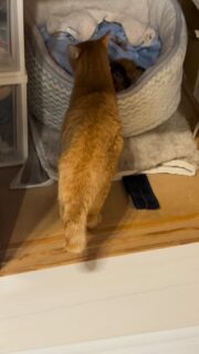 ニコニコちゃん、5匹の赤ちゃん猫と再会🐈‍⬛

5日くらいでは我が子を忘れないんだな、と私も学習しました🍀
本当に良かったです。
子猫もどんどん活発化しているのでもうそのうち部屋の中走り回りそうです。

さくら猫に体重計が来ました❗️ずっと欲しかったちゃんとしたやつ。
イオンポイント使ってのサンデーでリーズナブルにゲットしました。
だいたいその子をみて体重を当てられるようにしておけば、、触れない子の服薬の時など良いと思います😃

今日のシェルターの猫日和🐈‍⬛

#秋田県 #能代市 #保護猫 #能代さくら猫サポーターズ