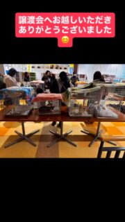 3/22に行われた保護猫譲渡会
たくさんの方々にお越しいただきありがとうございました。
またたくさんの支援物資、募金箱への募金をありがとうございました。
能代さくら猫の募金箱集計は14,368円
窯焼きピッツァあさがやのコーヒーの売り上げ13個
売り上げのうち3,159円が保護猫たちへの支援金として
寄付されました。
どうもありがとうございました😊
今回はお陰様で、6匹の保護猫にお声がかかりました😌
移動の多いこの時期ですので譲渡は停滞気味ですが、ご縁はタイミングもあります✨
次回4月は19日 日曜日
イオン能代店3階イベントコーナーにて!
たくさんの保護猫たちが参加します😻
是非お越しください✨
ジャスコの方ですよ❣️
#秋田県 #能代市 #保護猫 #里親募集中