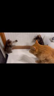 子猫
2月20日生まれ
茶トラは3匹ともオス
黒ミケと
サビトラちゃんはメス
フードはロイヤルカナンベビーマザーのカリカリをふやかしたり、上にムースをトッピングしたり、カリカリのみにしたりと…将来何かあった時など何でも食べられるように工夫しています😌
トイレは鉱物が好みでしたがペレットでも出来るようになりました。
まだ長時間のお留守番は危ないので、譲渡できるのは留守番があまりない方に限られます。
そろそろワクチン予定💉です^_^
病気は今のところありませんが茶トラの1匹目やにがあり点眼中ですがだいぶ良くなりました。
お母さん猫のニコニコ、猫エイズ(➖)猫白血病(➖)
レボリューション滴下済み
消化器官内マンソン治療済み
お母さんの初乳を飲んで育ちました。
子猫が気になる方はお電話お待ちしております😻
#秋田県 #能代市 #保護猫 #猫好きさんと繋がりたい #里親募集中