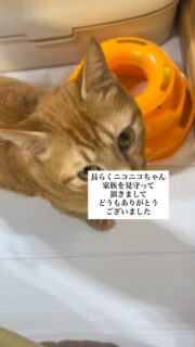 2月17日にさくら猫サポーターズ施設にやってきた
妊婦猫ニコニコちゃん
2月20日に無事5匹の赤ちゃんを出産して…
その後順調に子育てと思いきや突然の体調不良で
ニコニコに注射を打つため子猫たちはミルボラさんへ。
ニコニコ体調戻って、赤ちゃんたち😺と再会するも
今度は母乳が出にくくなり再び人工授乳になり。
3時間〜4時間おきの授乳をしました。
子猫たちは無事に育ち、Instagramに載せたところたくさんの応募がありました。
本当にありがとうございました。
毎日毎日起きると子猫たちの安否確認、その後体重が減っていないか、排泄は出来てるか、体温はどうかなど心配な日々でした。
ニコニコ&ベビーたちを見守って頂きありがとうございました。
きちんと人の手と医療と環境を与える事でこうやってキラキラと育っていくんですね。
いつも野良の出産子育てとリンクして、複雑な思い。
外の寒さ、栄養失調、猫風邪などのウイルスや獣と隣り合わせの出産子育ては過酷。
やはり餌やる事以外、きちんと手をかけられないならTNR(野良猫に避妊去勢手術)しよう!
#秋田県 #能代市 #保護猫