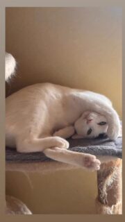 譲渡会参加予定メンバー
少しずつアップ⤴️します。
能代さくら猫サポーターズ 🌸