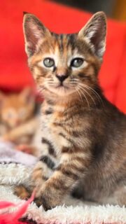 4月19日の能代イオンでの保護猫譲渡会へのエントリー
一部の猫さんを紹介します🐈‍⬛

かわいいニャンズが16匹エントリーしています❣️
是非遊びにいらしてください(=^ェ^=)