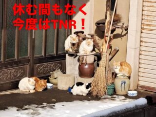 譲渡会が終わって今度はTNRです。

去年11月頃能代の名産でもあるネギの農家さんから相談があり保護された2匹の子猫達。

子猫を保護したら必ずそこにいた親猫たちの避妊去勢手術をしなければ問題の解決にはなりません。

そこまで一貫した活動が必要になります。

おおよそ10匹の繁殖。
ストップさせて一代限りの命を全うさせたいと
思います🌸🐈‍⬛