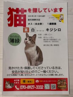 5月11日より、能代市柳町付近から迷子になりました。
名前　福（ふく）　
性別　オス
年齢　1歳くらい

キジシロ模様で中くらいの大きさ
未去勢で14日手術予定にしていました。

現在ペット探偵さんに依頼して捜索して頂いております。

私だったらもうここには置かないという場所に捕獲器を設置してくださり、、なんと福らしきおしりが写りました！

いなくなってから29時間後、捜索開始から6時間後です。

どうか無事に帰られますように。
事故にだけは遭わないで欲しい。

#秋田県 #能代市　#迷子猫　#犬猫探偵団　#ここに頼んでほんとに良かった💓
