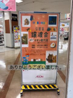 昨日は初の能代での譲渡会😃
イオン能代店3階イベントコーナーにて執り行いました。
たくさんの方々にお越しいただき、そしてたくさんの募金と、たくさんの支援物資をお寄せいただきましてどうもありがとうございました。

募金箱の総額は38,450円にもなりました🥺
こちらの募金は保護猫たちの医療費や餌、光熱費、その他譲渡会運営費として大切に大切に使わせていただきます。
そしてキャットフードやペットシート、おやつなどたくさんの物資はこの物価高の時に本当に助かります。
ありがとうございます❣️

そしてこうした保護猫譲渡会という動物を取扱うイベントも歓迎して頂きいろいろと良くして頂いて入り口にこんなに大きな看板も作って頂いたイオン能代店様どうもありがとうございました。
地元の皆さんから喜びの声や応援するお電話もイオン様にして頂いたそうで🥺どうもありがとうございました。

今回は14匹エントリー中6匹にお声がけありました。

特に…まるこちゃん。
まるこは元々野良猫でしたが、冬は野良猫にとっては過酷なため飼い主さんが家に入れて飼ってくれていました。しかしご自身が高齢な事もありご家族のいる関東へ引っ越すことに。
まるこを無事に里親さんに繋げるまで引っ越しを延期していましたがとうとう今回がラストチャンスに。
そこで運命の出会いがあったわけです🤭
とても素敵なご家族に気に入っていただき、すぐトライアルへ。まるこ良かったね！何度も苦手な譲渡会にきて震えて心配しましたが…幸せになって欲しいと願います🍀

そして何度も10回は参加してたチャシロくんも！
能代のご家族とご縁がありました🥺おめでとう🎊

それから能代さくら猫の多頭崩壊出身の保護猫、預かりボランティアさんにお願いしている子も含め2匹、トライアルへ❗️
大丈夫だと良いな🥺と切に願います。

次回譲渡会は6月７日の予定です^_^
場所が決まり次第すぐお知らせします📢

スタッフの皆さんお手伝いしてくださった皆さんも本当にお疲れ様でした。