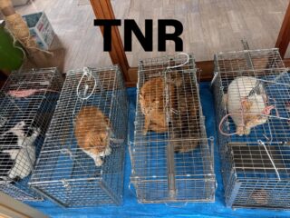 活動報告　TNR

今日までに8匹捕獲し手術まで待機中です。
みんな食欲がすごいです。
体調も問題ないようなのでこのまま
手術に連れて行こうと思います。

顔がものすごい傷だらけのなんとなく
人慣れもしてる茶トラのほっぺ太郎のオスの子。
もう喧嘩しなくて良くなるよ🥺
預かるところがあれば…
保護してあげられるのですが
今はさくら猫部屋いっぱい🈵なので
今まで通り元の場所にリリースし
さくら猫として地域の方たちが見守ります。

TNR
野良猫の繁殖を防ぐために捕まえて
避妊去勢をし元の場所に返す事をいいます。