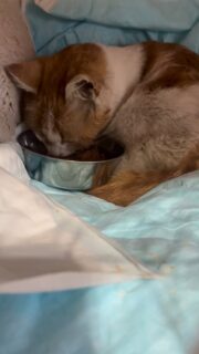 27日にさくら猫にやってきた交通事故に遭い脳しんとうを起こしていた子ですが徐々に回復しています。
今日は自分でムース状のフードを舐める事が出来ました。
ミミちゃんと名付けました。

調べてもらったところミミちゃんは元飼い猫である事がわかりました。
飼い主さんは4月の初めに亡くなっていました。
そしてもう1匹黒猫の子もいます。2匹は飼い主さんの死後に外に出されたのでしょうか。

ご近所の方の話では里親さんを探してあげた方が良いとの事。

もう1匹の黒猫ちゃんも探しています。
こちらは能代市のため大館にいって捜索する事は
難しく皆さまの情報を頼りにしています。

ミミちゃんが見つかった場所は
大館市上代野字八幡岱付近です。

その辺りで黒い迷い猫を見かけたらこちらにご連絡頂けますでしょうか。もしかしたら黒は黒でも真っ黒とは限らないかも知れませんが、黒い色の猫だそうです。

よろしくお願い致します。

08055631381まで