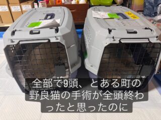 とあるネギハウスの猫たちの手術9匹が終わりました。
メスが6匹、オスが3匹。
メスのうち2匹が子宮蓄膿症でした。残り4匹も妊娠…

子宮蓄膿症は避妊手術をしていない猫に多く、発情や交尾で菌が入りこみ子宮に膿が徐々に蓄積され…最後には破裂して死亡する怖い病気です。

私は飼い猫も今まで避妊去勢を必ずしていたので馴染みのない病気ですが、野良ちゃんが避妊手術で命が助かることがあるんですね…偶発的でも発見できて良かったです。

さておき、全頭手術が終わり一晩様子見て麻酔が完全に抜けてみんなが朝ごはん食べられたのを確認して元の縄張りにリリースしに向かったのですが…

現場に1匹のメスの子の取り残しがあるのを発見🐈
しかもお腹がとても大きい…

とりあえずそこに置いておくとまた野良猫が増えてしまい意味がないのでリリース後の空いたキャリーに入れて保護しました。

今日最寄りの病院でメンバーが受診に連れて行ってくれて、レントゲンでお腹に5匹しかもいつ産まれてもおかしくない状況とわかりました。

そして便検査ではマンソンも見つかる💦

2月に預かったニコニコちゃんと同じです。
何だか今年は茶トラの今にも産まれそうな妊婦とマンソンにやたら縁があります。（マンソンの注射は普通の3倍の量が必要で胎児への副作用が怖いからやめにしました）

今回のママねこは菜の花畑で保護されたので菜々ちゃんと名付けられて、とても猫愛強めの何をするにも仕事が丁寧な預かりボランティア『猫おじさん』宅に預かってもらうことになりました。

ゴールデンウィーク中には産まれるのではないでしょうか。
そして菜々ちゃんも子育てが終わったら里親さんに繋げられたらと思います。

シーズンど真ん中で成猫の保護が続きます。。