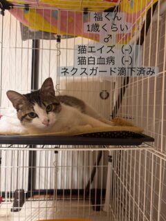 ゴールデンウィークも里親さん募集中です。
保護猫を家族としてお迎えをお考えの方
能代市内の保護猫シェルターへ
是非会いに来ませんか☺️
現在譲渡準備の整った子が6匹います🐈‍⬛💕

DMまたはお電話にてお待ちしております。