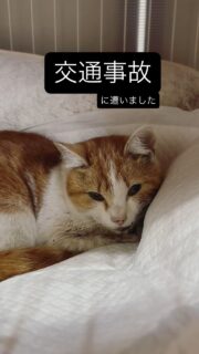 27日
交通事故に遭ってしまい首から上が車と接触し、道路の真ん中でうずくまっていた所を保護されました。辺りは血の水溜まりが出来ていたそうです。
場所は大館市のとある生活道路だそうですが。。

保護したのだが、とりあえず病院に連れて行ったけどケアが出来ず、家族にも預かりするのも反対されたためキャリーにも入れたままとの事。

ウチも今いっぱいなんだけど…とくに手が開かない。特に手が開かないの。

しかし緊急を要すると判断しとりあえずもう一度相談者さんに詳しく検査してもらいそれからいろいろ判断してこちらで引き取る事になりました。

検査結果は脳しんとう、眼振がある。顎の骨がズレている可能性高い、その他の骨や内臓には異常がないと思われるけど痩せすぎていてお腹の辺りとかレントゲンによく見れない。食べるものがなかったせいかお腹の中に細かい砂のようなもの食べたのがわかるとの診断でした。

とりあえず先ずは食べさせてくださいとの事でしたので昨日からシリンジで口の中に入れてあげています。昨日より飲み込みが良くなり夜酷かった眼振もステロイドで落ち着いてるのかな…しかし車との衝撃は怖いもので後から症状が出てくる場合もあるのではないかと思います。

年齢は10歳前後とのことで女の子です。
何があったんだろうか🥺
回復してもらえるよう全力でケアしたいと思います。

野良ちゃんなのか飼い猫なのかもまだ不明です。
お心当たりの方いらっしゃっいませんか。
毛色は茶と白
尻尾はまっすぐで小柄なメスです。
年齢がおそらくシニアとの事。
大館市のどのあたりかまた詳細は後でお知らせいたします。