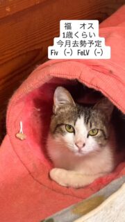 ★里親さん募集中★

随時面会受付中🐈‍⬛💕