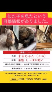 🐈‍⬛まるちゃんに似た子を見た方からの
目撃情報がありました🐈‍⬛

場所は能代市第四小学校グラウンド裏〜ホテルルートイン辺りの住宅地です。

名前→まるちゃん
性別→メス
特徴→短い尻尾
毛色→キジトラとは少し違う麦わら柄
人慣れ度→★★★⭐︎⭐︎
メスなのでそんなに大きくありません。

お近くにお住まいの方、野良猫の集まる所など
情報をお寄せください。些細なことでも構いません。
ご連絡お待ちしております。

#秋田県 #能代市 #迷い猫