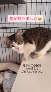 11日の夜7時頃、建物2階から飛び降りて脱走したと思われる保護猫福くんが、13日未明に犬猫探偵さんの仕掛けた捕獲器に入りました。
行方不明と捜索から35時間後の確保でした。
いなくなってからすぐ福の元の保護主さんに連絡したら来てくれて一緒に脱走した建物から近くを3時間以上探しましたが猫一匹すらいなくて、名前呼んで探したからと言って出てきてくれないのもわかっているしチラシ配りか、と言っても何日もかかるしこれはきっと長期戦になるかもしれないし今の自分には無理なやつだーと降伏。保護主さんと相談して猫探偵さんを検索しました。
そして来てくださったのが、宮城県を拠点に東北6県だけにしぼってペット探偵されている「犬猫探偵団」さんでした!
大きい車で到着されてたくさん車から道具を出すのかなと思いきや、まず福くんについてどんな子か?福くんの生い立ち、性格、人慣れ度、食いしん坊度など細部までのヒヤリングから始まり脱走現場の地形とか猫が好みそうな所、逆に猫が嫌いそうな所などずーっと観察してどの方向に行ったか分析分析…福くんならどこに潜伏するか、など調べて…
到着されてから4時間後
福くんはまだ脱走現場の50メートル内にいます、
そしてここが怪しい。多分ここです…と断言され。
捕獲器やカメラを設置して本日は打ち切りとなりました。
そして見事に福くんがそこに未明に現れたのがカメラに
写りました。そして確保!
やっぱりプロはすごい🙌って思います。
私と違う推測だったし捕獲器の置き方も後一歩
惜しい感じみたいで😓私には探せなかったかも…
本当にお願いして良かったです。高いけど💦
仕方がないです、勉強料。それで大事な猫が見つかるなら!
そして犬猫探偵団さんにお願いして本当に良かったです。
探偵団さんはご夫婦で、私が依頼した時福島と宮城の猫ちゃんを捜索されている最中でした。
福島のトラちゃん、宮城のもずくちゃんそして秋田の福くん。
みんな探偵さんの飼い猫さんのお名前だそうで。。それにも特別な縁を感じました。
福くん絶対に探し出します!と目を見て言ってくれてるのがとても心強くて頼もしかったです。
トラちゃんともすぐちゃんも早く帰れますように。
本当にありがとうございました😭
以後網戸は古いのは全て交換しストッパーをつけます。
猫はすごい!ありえない高さからも平気で降りるし登る。
福は怪我一つありませんでした。
神様ありがとう😭