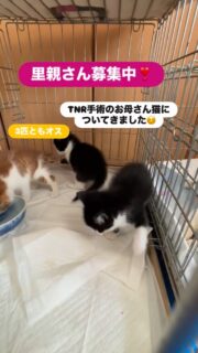 子猫たちは男鹿の北浦で保護されました。
白黒ハチワレ2匹　茶白1匹　全てオス
母乳を飲んですくすく育ちました。
里親さん募集中です。

今日は野良猫たちの避妊去勢手術です。

野良猫を増やさない！
それが大事！