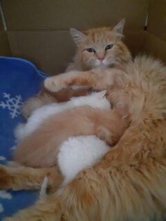 さくら猫サポーターズ🐈‍⬛の猫おじさんが
一生懸命面倒見てくださっている親子猫たち。
生後2週間過ぎました。

白ネコの男の子が他の子と100g以上差がつくほど
小さくうまく母猫のお乳も飲めてなかったため
猫おじさんが1日2回の人工ミルク補助で
すくすく育ててくています。

茶トラ3匹は予約されました☺️
白猫ちゃんはメス1匹とオス3匹です。