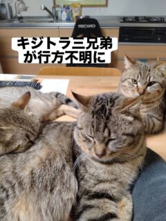 キジトラの三兄弟が行方不明になっています。

いなくなった日　5月8日
いなくなった場所　能代市下悪戸
（近くに中川食堂さんや
どさんこラーメンさんがある辺りです）
性別　3匹ともオス
耳カットなし

些細な情報でも構いません。
見かけた方はご連絡をお待ちしております。