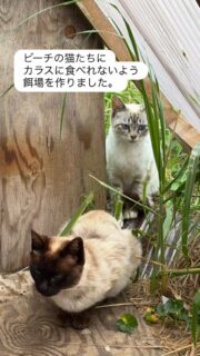 今日は6名の皆さんがビーチの猫たちに駆けつけて
くださり、餌をカラスに狙われないよう箱を手作り
してくださったり、保護まで時間がかかるため、その間
餌をあげに来られる当番の日程を組んで、これから皆さんに
お世話になる事になりました🙇‍♀️✨

さくら猫サポーターズから保護猫の里親さんになってくださった方や保護活動者さん、普段インスタグラム見てくださってた皆さま、また今日来られませんでしたがお手伝いのお申出してくださる皆さま心より感謝申し上げます。

そして今後は猫おじさんの所の子猫たちが無事譲渡が叶いましたら猫おじさんが人慣れ訓練と預かりするよーと言ってくださり、ありがとうございます😭✨